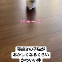 遠くから飼い主の方へ向かって歩いてくる子猫