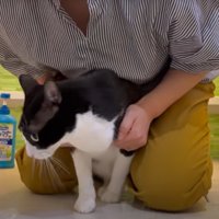 お風呂に入る猫