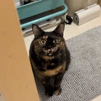 お風呂場の前でママに向かって鳴くサビ猫