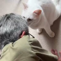 シャムトラ猫を撫でている男性のそばに座る白猫