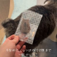 猫のしっぽ