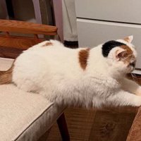 白いソファと茶色いイスの間でブリッジをしているような体勢になっている猫