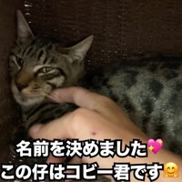 指で顔をなでられる子猫