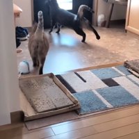 玄関ドアに近寄る2匹の猫