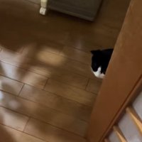 ドアの影から顔を出す猫