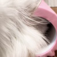 「パパ」のテロップ写真