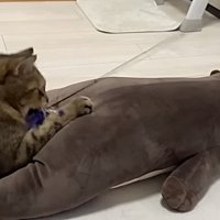 猫じゃらしにじゃれてぬいぐるみに乗る猫