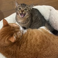 2匹の猫