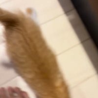飼い主の足元にすり寄る子猫