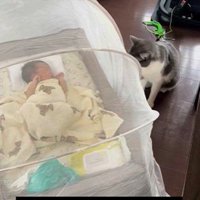 床で寝ている赤ちゃんを見ている猫