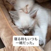 くっついて寝る2匹の子猫