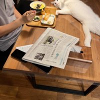 テーブルの上に横になる猫