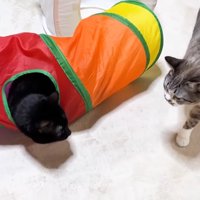 トンネルに入るリオくん