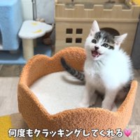 テロップ「何度もクラッキング～」