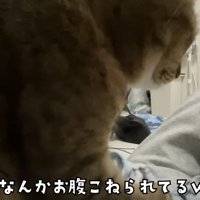 「なんかお腹...」のテロップ写真