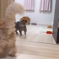 また遊び始め、部屋の入り口でにらみ合う2匹