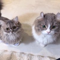 キンカロー種とミヌエット種の猫
