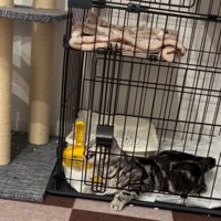 扉を噛む猫