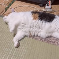 横になる猫