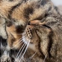 喉を鳴らしながら大きい猫の腹を前足で揉む小さい猫