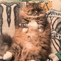 仰向けの猫