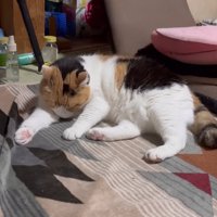 毛づくろいする猫