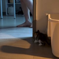 人間の足を狙う子猫