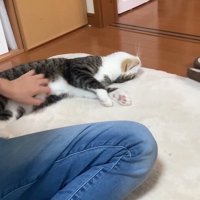 撫でられる猫