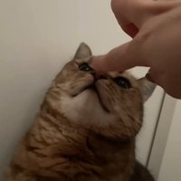 飼い主の指に鼻ちゅーする猫