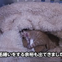 テロップ「毛繕いをする余裕も～」