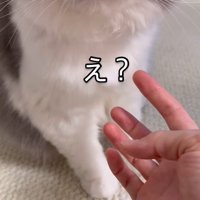 目を開いて飼い主を見つめる猫