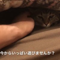 ソファの座布団の下に潜り込んでいる猫