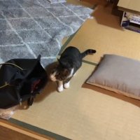 伏せ