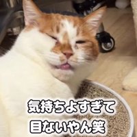 リラックスしている猫