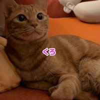 何度も名前を間違われる猫