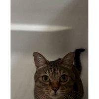 浴槽にいる猫