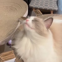 ブラッシングを中断