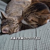 鼻をくっつけて寝ている2匹の猫