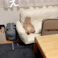 ソファに座る猫