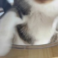 自動給餌器の音が聞こえて飛び起きる猫