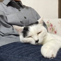 膝の上でくつろぐ猫