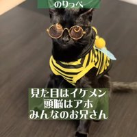 服を着てサングラスをつけている黒猫