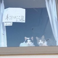 張り紙と2匹の猫