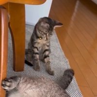 いろいろな動きをする先住猫のしっぽを見つめる子猫