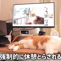 デスクで寝る猫