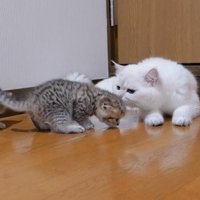 子猫のにおいをかぐパパ猫