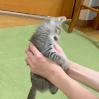 飼い主の手を齧る子猫