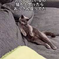 飼い主さんを見つめる猫