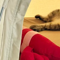テントの中のしまちゃん