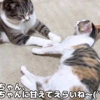 横になる子猫